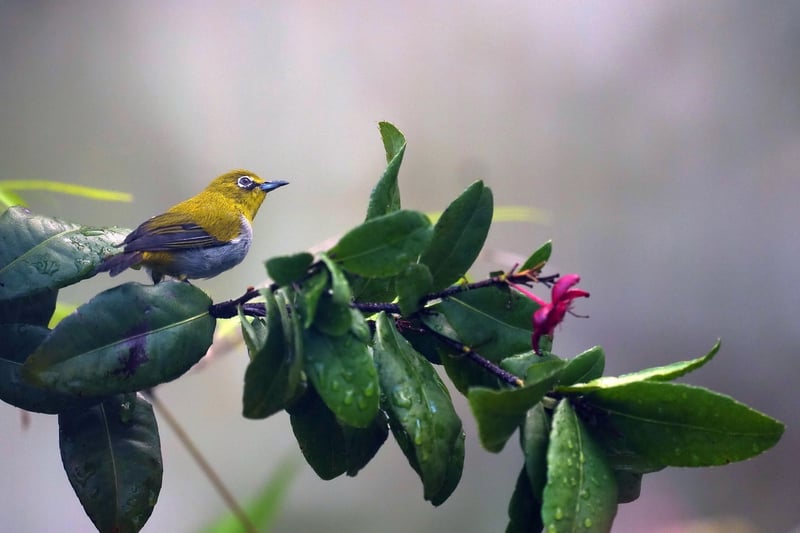 Bird-Friendly Plants