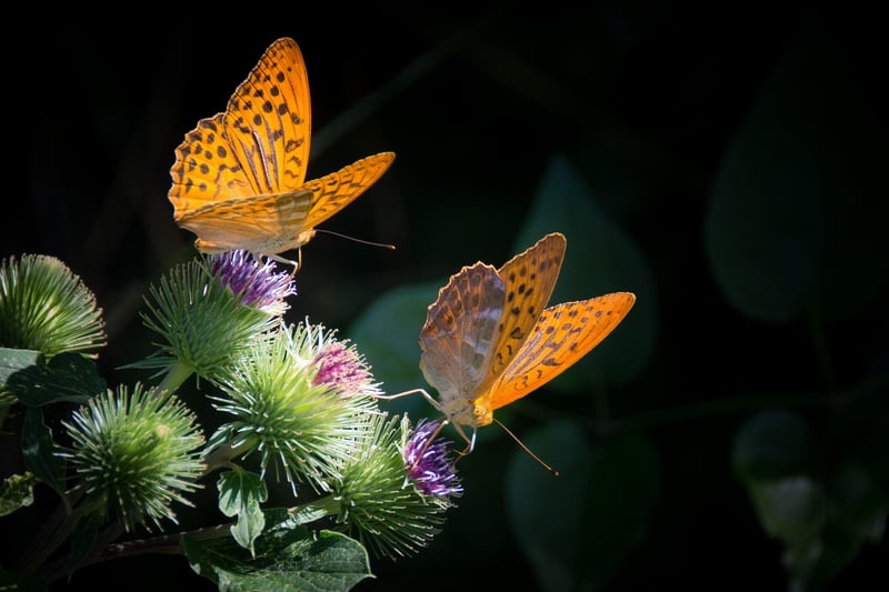Butterfly Paradise